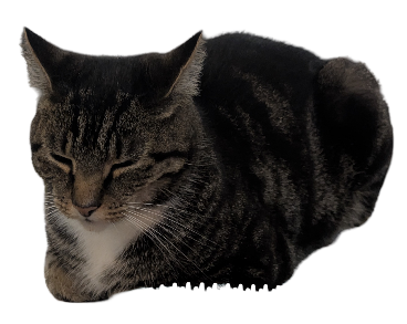 Katze